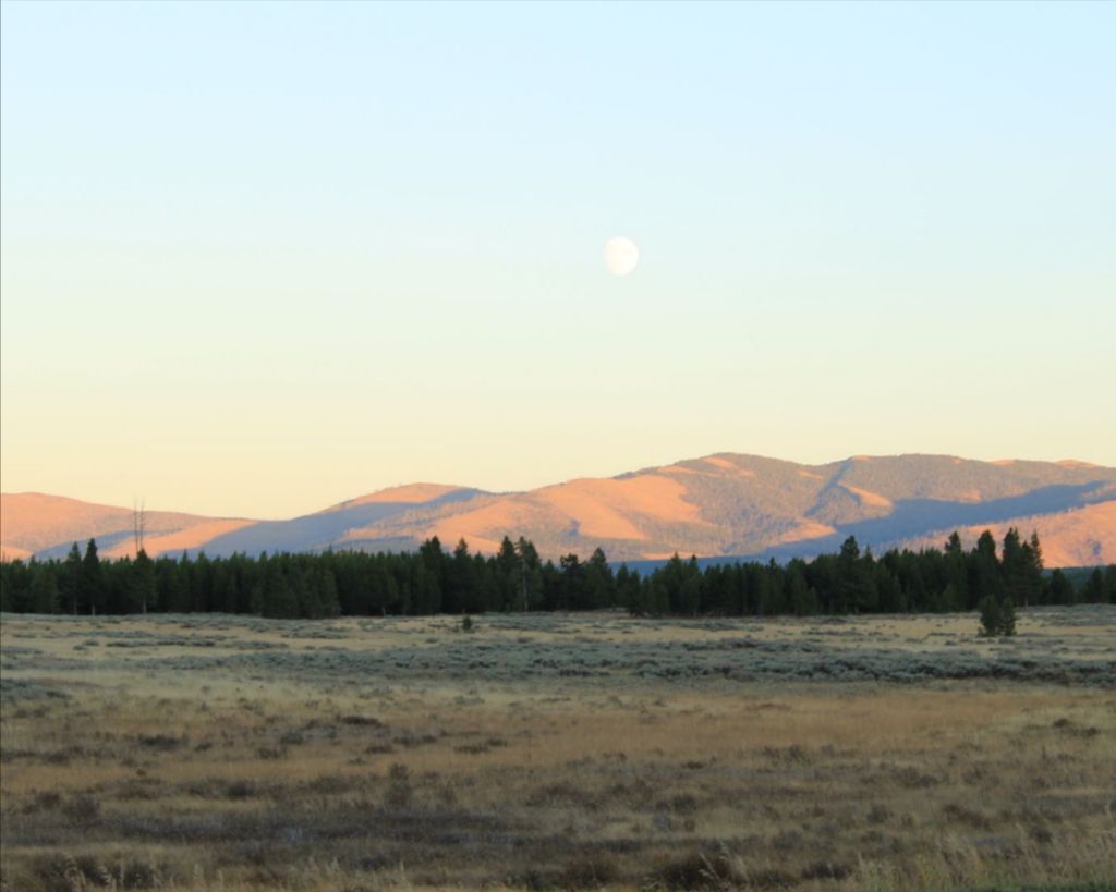 Yellowstone field